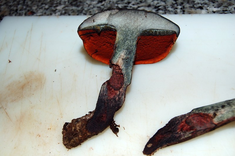 Boletus da determinare.